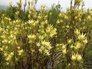 Fynbos