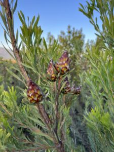 Fynbos