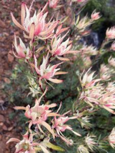 Fynbos