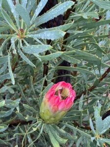 Protea