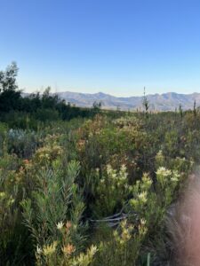 Fynbos views