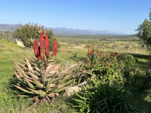 Aloe