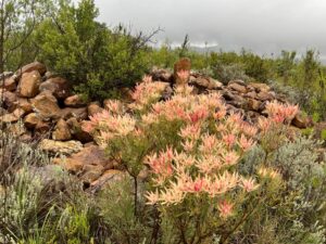 Fynbos