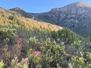 Fynbos views