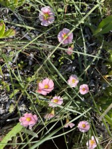 Veldblomme