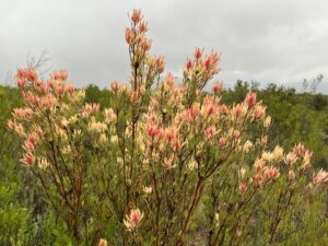 Fynbos