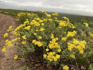 Yellow Fynbos