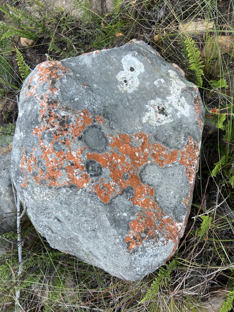 Living Rock