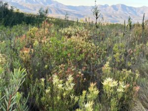 Fynbos views